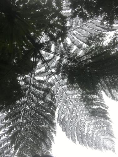 a close up of a large leaf of a tree at Apartment Palma Madeira wandern und tauchen in Caniço