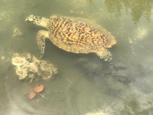 a turtle swimming in a body of water at Paea's Guest House in Nuku‘alofa