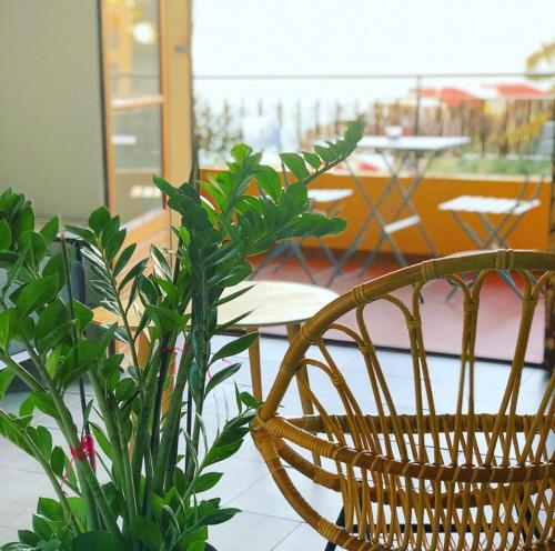 une chaise en osier et une plante dans la pièce dans l'établissement Magnifique T1 Bis Vue mer Route des sanguinaires Ajaccio, à Ajaccio