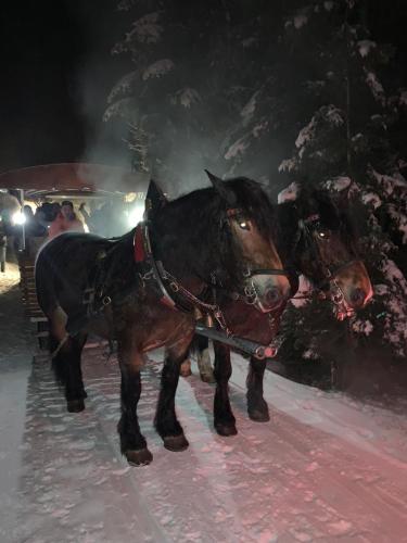 a couple of horses pulling a carriage in the snow at De Jutter Edelweiss in Gosau