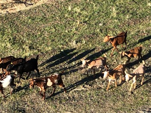 a herd of dogs walking in the grass at Casa Mamica Rosario in Yegen