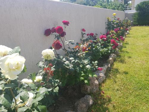 a row of flowers in front of a wall at VILLA BY THE SEA VRAVRONA LOUTSA(NEAR THE AIRPORT&METROPOLITAN) in Athens