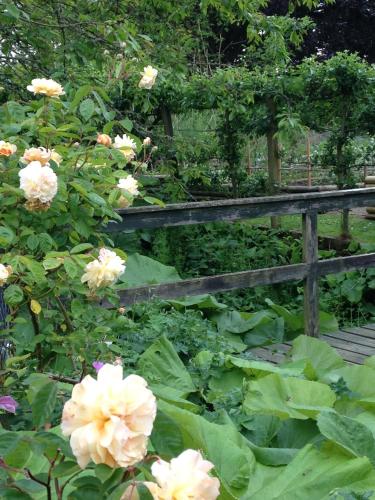 a garden with pink roses and a wooden fence at Hewletts Mill in Castle Cary