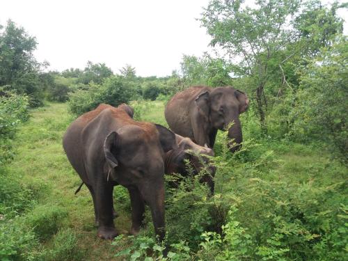a group of three elephants standing in a field at Heaven in Satinwoods in Tangalle