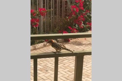 a bird standing on a fence with red flowers at The Lake House - Lake Baringo in Ol Kokwe