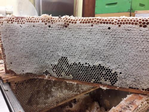 a close up of a beehive on top of a beehive at Agriturismo Badalone in Domaso