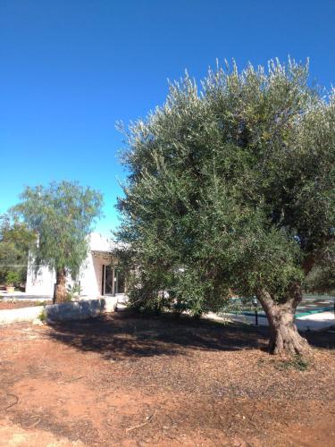 a tree in the middle of a dirt yard at Trullo Felice in Ostuni