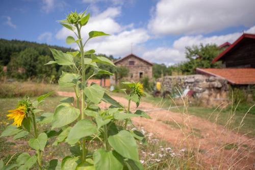 a plant in a field with a house in the background at Le Marconnès in Saint-Arcons-de-Barges