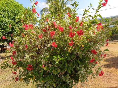 a bush with red flowers on a fence at Villa Soleil DZ in Baillif