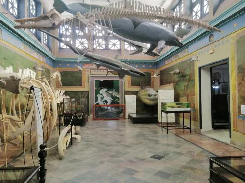a museum with a skeleton of a shark and other animals at La perle bleue in La Goulette