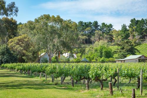 a row of grapes in a vineyard at McLaren Vale Getaways in McLaren Flat