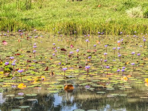 a pond filled with lots of pink flowers and weeds at Casa Campestre estilo Chalet Los Pirineos - Cerca a Cali in Cali