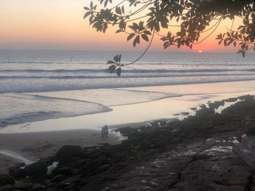 a bird walking on the beach at sunset at Surf & Skate in Taghazout