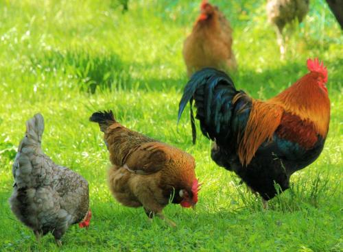 Άλλα ζώα σε αυτός ο ξενώνας ή στη γύρω περιοχή