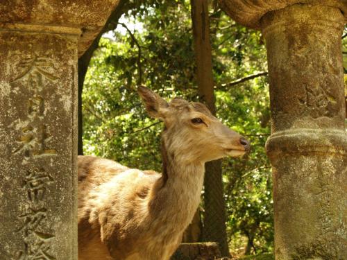 a deer is standing next to a stone pillar at Guesthouse Nara Komachi in Nara