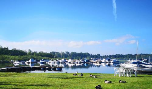 a group of ducks laying on the grass near a marina at Lido di Sesto in Sesto Calende