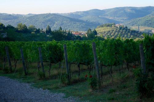 a vineyard with a bunch of grapes on a hill at I Veroni - Agriturismo and Wine Cellar in Pontassieve