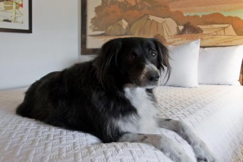 a black and white dog laying on a bed at Expedition Lodge Moab Arches National Park in Moab