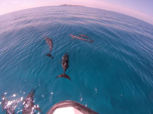 a group of dolphins swimming in the water next to a boat at Garden Rooms by Lagoon View in Bodufolhudhoo