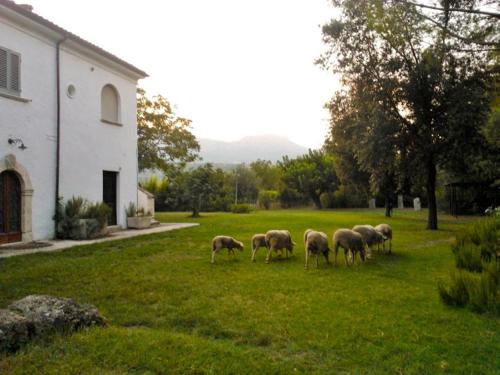 a group of sheep grazing in the grass near a building at Agriturismo "Borgo Madonna degli Angeli" - charming cottages in the gardens ! in Tocco da Casauria