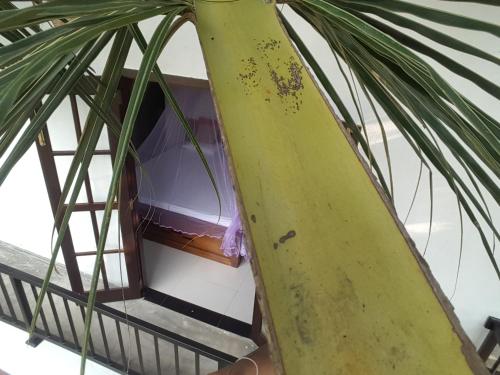 a banana is standing next to a palm tree at COCO Rooms in Galle