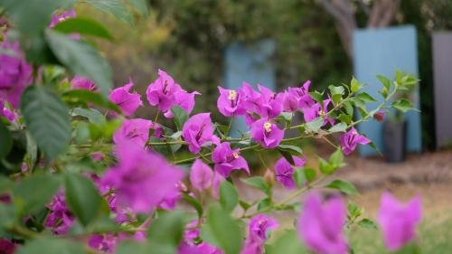 Un jardín fuera de Loddon River Motel Kerang