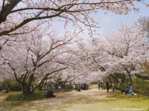 La gente está sentada bajo los cerezos en un parque en Hotel 1-2-3 Kokura, en Kitakyushu
