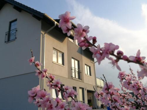 a tree with pink flowers in front of a building at Pension Susanne in Bruttig-Fankel
