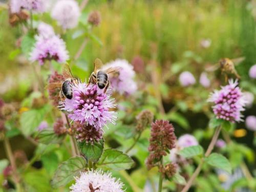 a bee is sitting on a purple flower at Apartment Green Elephant in Tettnang