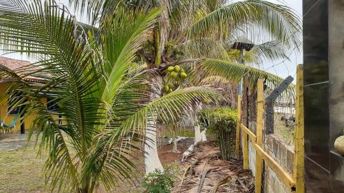 een palmboom met een bos fruit erop bij Casa de Praia Ilhéus in Ilhéus