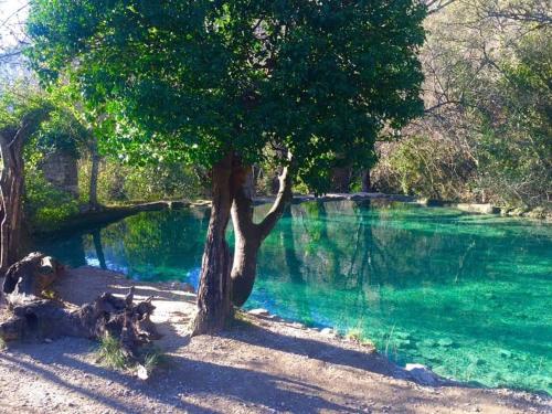 a tree next to a body of water at Suite Nid d'Amour et Spa privatif in Vogüé