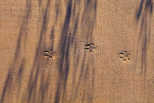 a group of animal footprints in the sand at Best Friends Roadhouse and Mercantile in Kanab