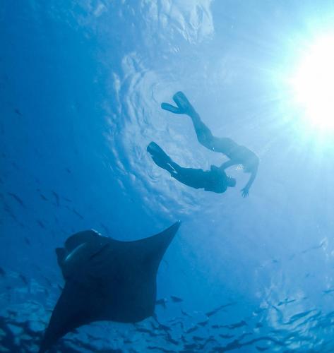 a person swimming in the ocean next to a shark at Faima Fishing Lodge at Daravandhoo in Baa Atoll