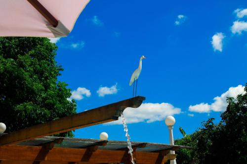 Ein weißer Vogel steht auf einem Gebäude mit einem Brunnen in der Unterkunft Terra dos Diamantes Hotel in Lençóis