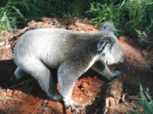 a koala walking down a dirt road at Mountain Rivers Tourist Park - Rawson in Rawson