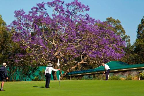two people playing golf in front of a tree with purple flowers at Golf Club Motor Inn Wingham in Wingham