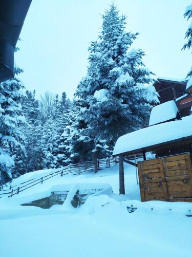 a yard covered in snow with a tree in the background at Шаленарозі in Migovo