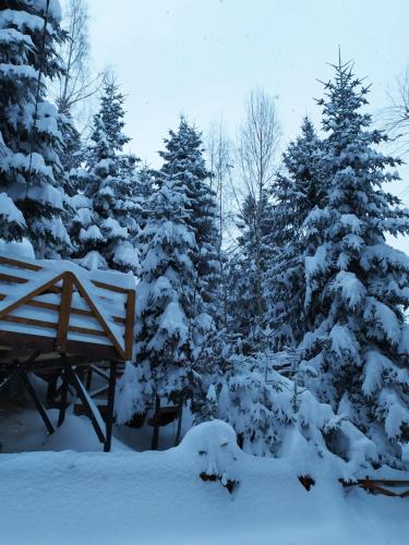 a snow covered forest with a bench and trees at Шаленарозі in Migovo
