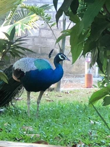 a peacock is standing in the grass at skyresort in Tangalle