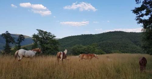 Agridomus il Mulino – Photos 3
