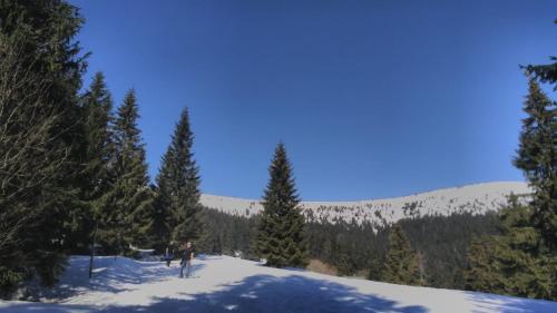 a person skiing down a snow covered slope with trees at Chata Salicka Bozkov in Bozkov