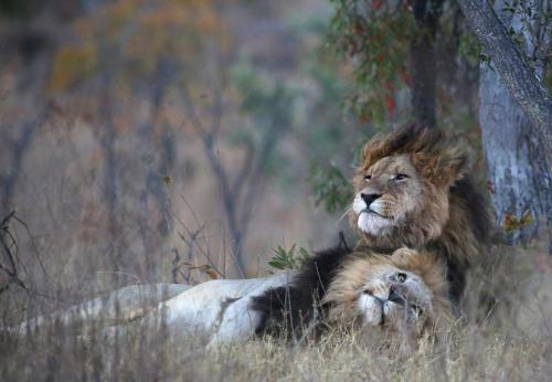 a lion laying in the grass next to a tree at Makweti Safari Lodge in Welgevonden Game Reserve