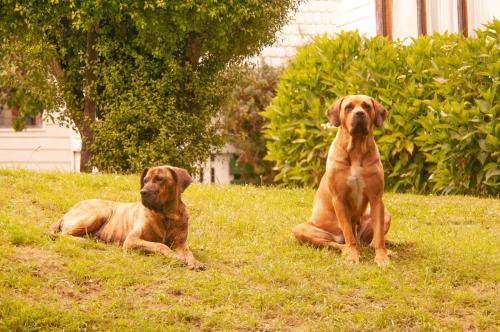 two dogs sitting in the grass in the yard at Hotel Casa de la Oma in Frutillar