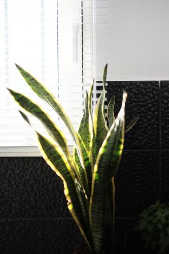 a plant sitting in front of a window at ZEN Minimal Luxury Housing Tyros in Tiros