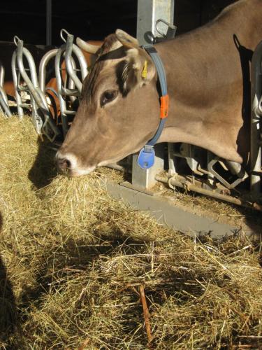 a cow is eating hay in a barn at Jakobsbauernhof in Freiamt