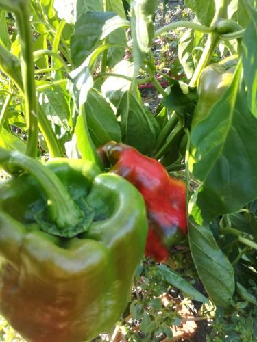 a green and red pepper growing on a plant at Agriturismo Carrucana in Martis