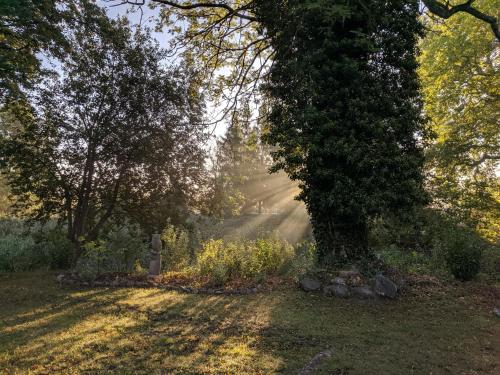 a tree in the middle of a field with rays of light at Schlossgut Gorow in Satow