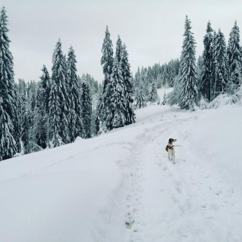 a dog walking down a snow covered road at Goralove Pole in Brzegi