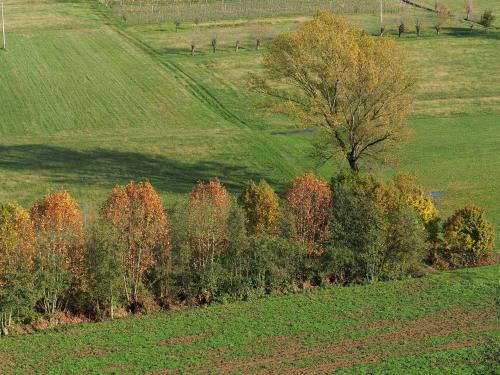 a group of trees in a field with a tree at Agriturismo Casa Bregalda in Castelgomberto