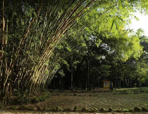 a large bamboo tree in the middle of a park at Sítio Pássaro Ímpar - Para pousar e repousar in Curuçá